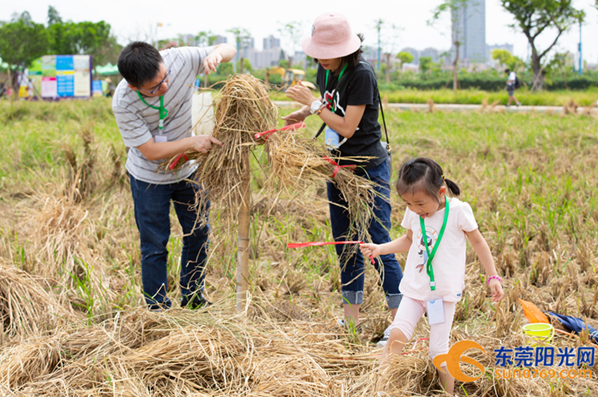 东莞：枣红糯水稻丰收体验季在麻涌古梅园举行