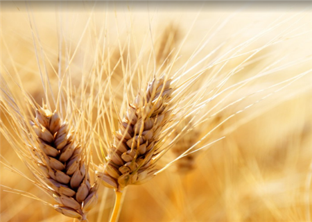 2018小麦补贴多少钱一亩？如何发放？哪些人不能领取？附补贴申报程序