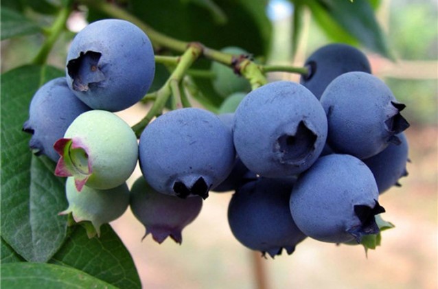 奉新唐耕香生态果园--蓝莓采摘