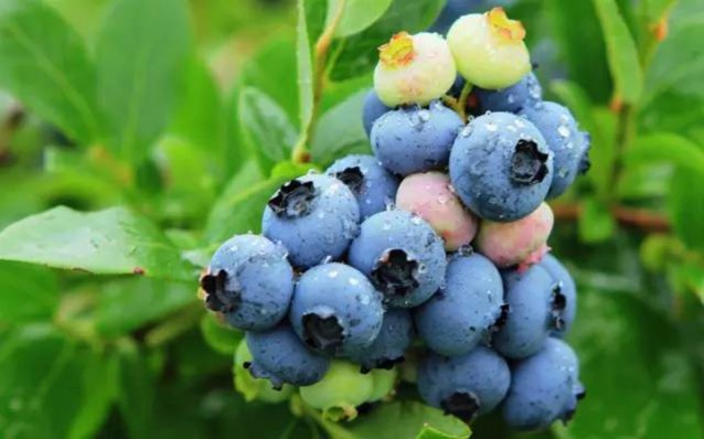奉新唐耕香生态果园--蓝莓采摘