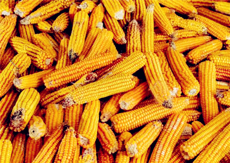「警惕」以下五种农民2019年将领不到玉米补贴！