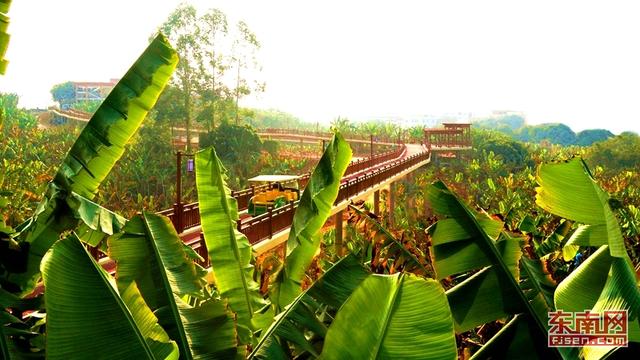 “香蕉海”：突出语堂故里 融合生态农业和人文旅游
