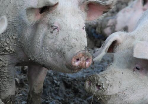 农业养殖、环保政策要两头兼顾，不能“一刀切”地拆“猪棚”！