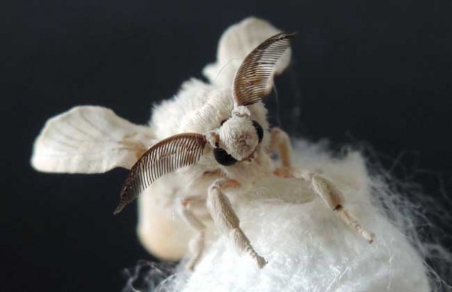 研学:蚕宝宝生长过程，图解蚕宝宝变成飞蛾的过程解