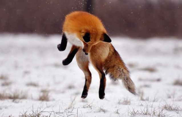 狐狸的生活习性