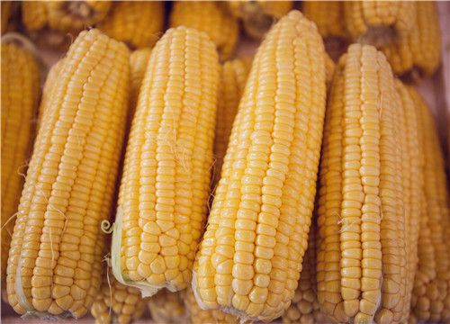 2019玉米生产者还有补贴吗？补贴归谁所有？