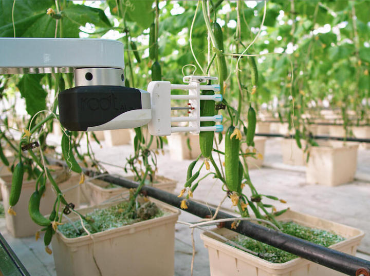 智能机器人可以灵活采摘人们需要的蔬菜农业机器人重点研究方向
