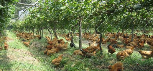 林下经济开发项目：林下生态鸡（虫草鸡）养殖项目方案
