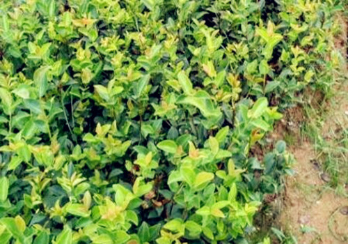 我国哪些地方适合种植茶油树？有补贴政策吗？2018年国家补助多少钱？