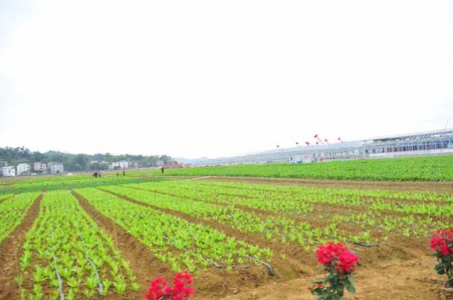 智慧农业+产业帮扶！广东汉光超顺农产品产业园在梅州五华正式开园