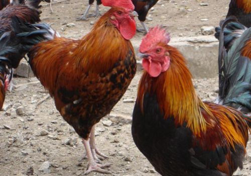 2019年农村养鸡政策补贴，你都了解了吗？