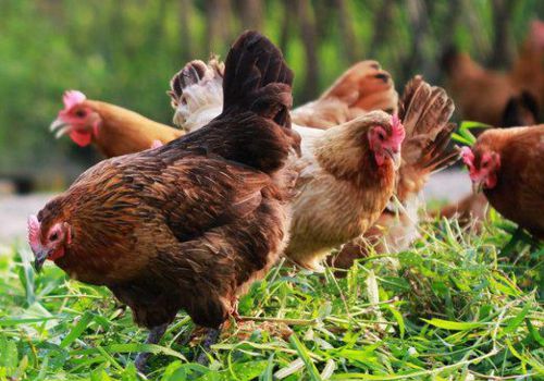 2019年农村养鸡政策补贴，你都了解了吗？