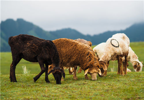 2019年养殖补贴标准汇总：猪牛羊养殖户必看！