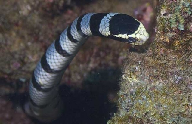 海蛇有毒吗？