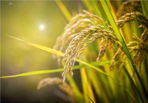 黑龙江发布最新水稻智能浸种催芽补贴！附方案原文