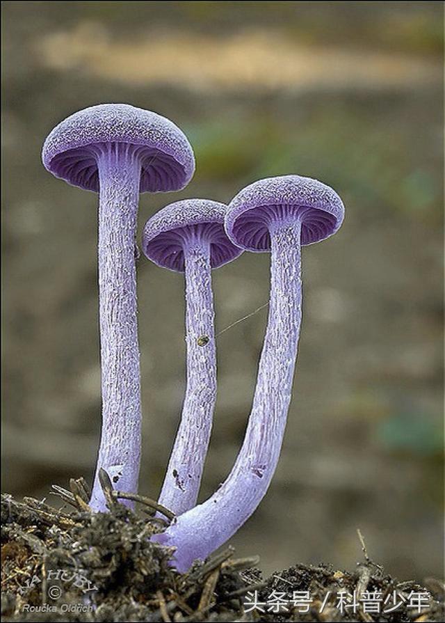 组图：蘑菇家族里那些诡异另类的成员,惊艳无比！
