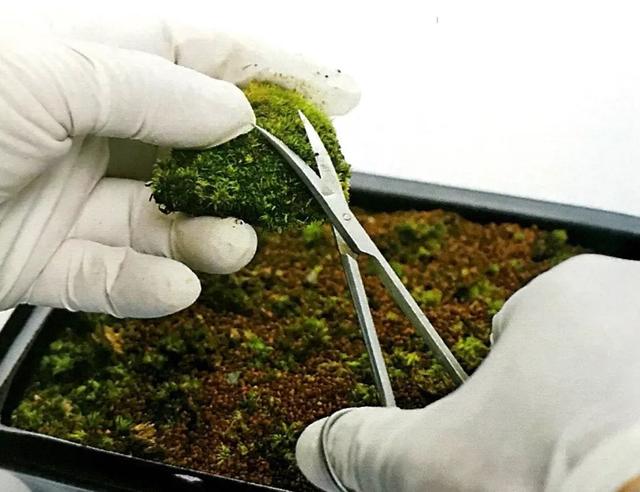 苔藓植物繁殖法-在阳台上打造自己的微田园