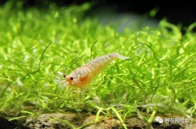 苔藓和观赏鱼共生，学学神奇的“爪哇莫丝”水底苔藓究竟怎么种！
