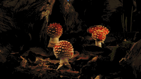 下雨之后蘑菇长得飞快：注意看看这组动态图的蘑菇小伞是怎么打开的