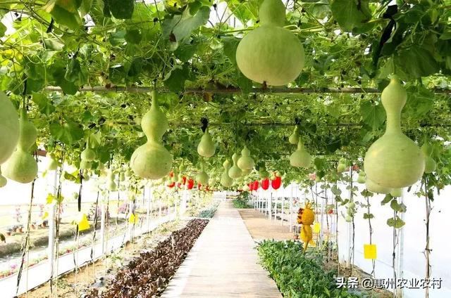 乡村振兴中，惠州农村一二三产业融合发展成效初显