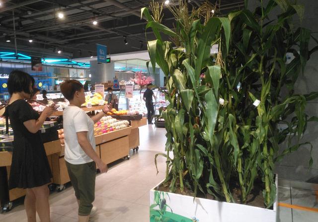 将“玉米地”搬进超市，体验式农产品营销是什么体验？