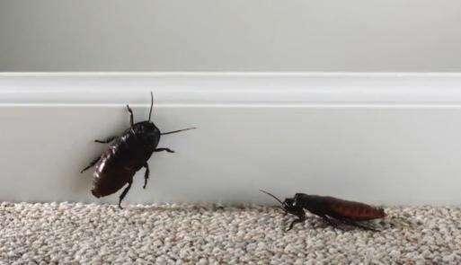 蟑螂最怕的东西，家家都能做，只需自制就能让蟑螂子孙断绝
