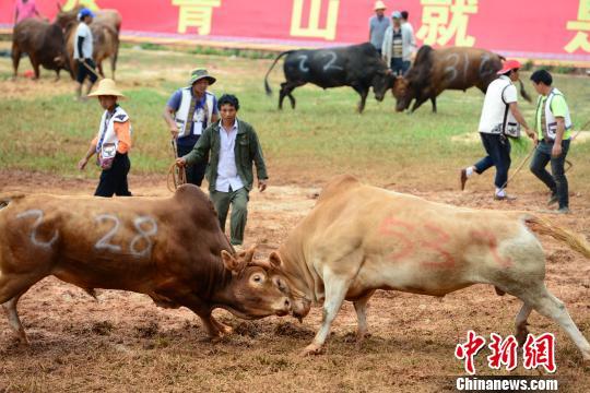云南石林上演“牛王争霸”152头斗牛鏖战火把狂欢节