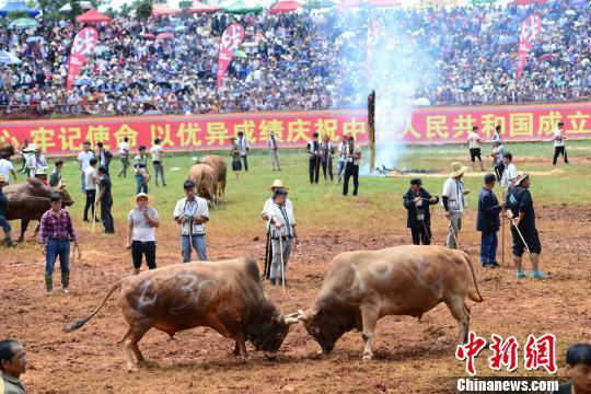 云南石林上演“牛王争霸”152头斗牛鏖战火把狂欢节
