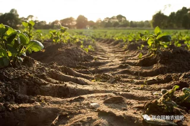 农业科普 | 你是否知道，土壤是不可再生资源？