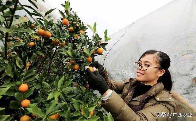 广西现代青年农场主赖园园入选2019年度“全国十佳农民”