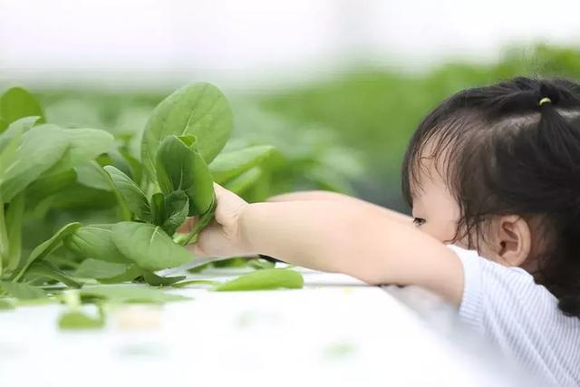 植物·食物·教育——揭开儿童食育的秘密