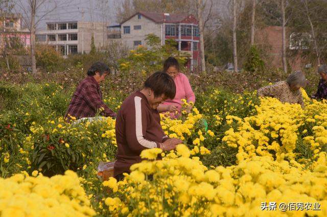 农村这种菊花被称为“黄金花”，成村里一大亮点，雇人采摘吃不消
