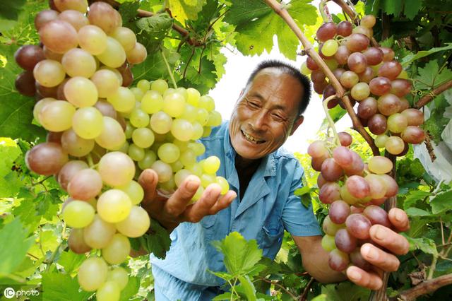 中国家庭农场新型农业经营模式 未来将保持快速发展