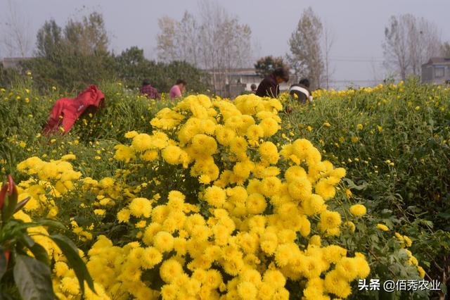 农村这种菊花被称为“黄金花”，成村里一大亮点，雇人采摘吃不消