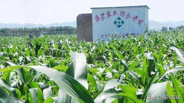 2019年商河县农业综合开发服务中心承担财政投资类重点项目进度