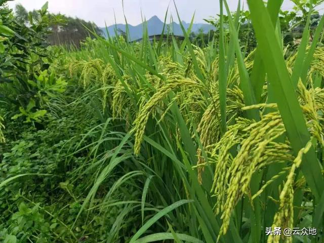 果树之间套种水稻，打造“果 稻”新思路，粮食增产、农户增收