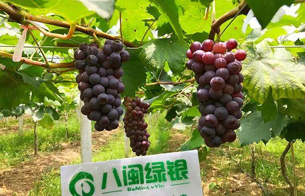 农业农村部发布2019精品景点线路，上杭榜上有名