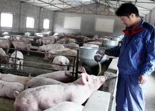 2020年养50头猪有补贴吗？能够补贴多少钱？