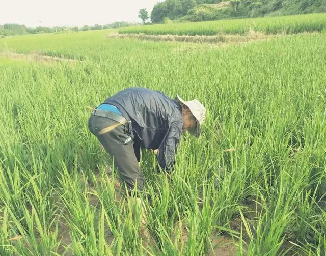 有机水稻种植效益好，但生产要求高？看专家破解种植技术环节！