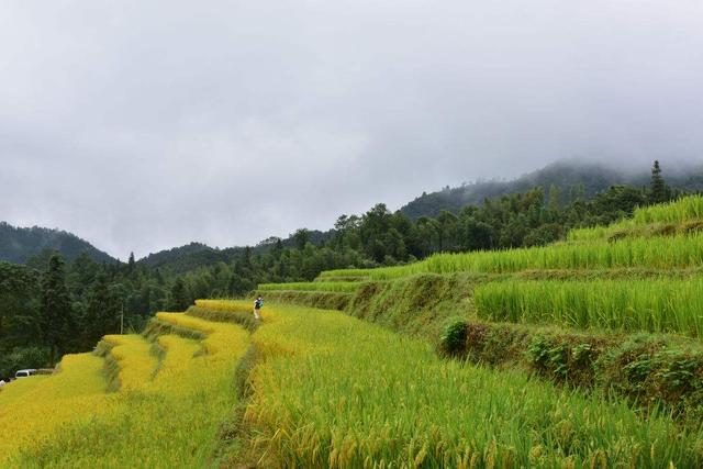 有机水稻种植效益好，但生产要求高？看专家破解种植技术环节！