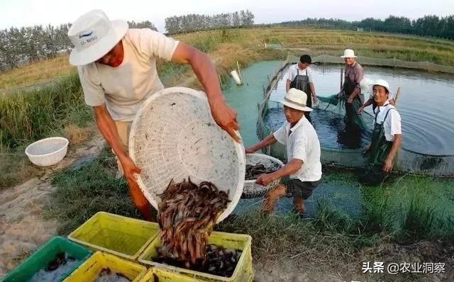养殖技术：浮排水芹套养泥鳅高效生态种养技术介绍