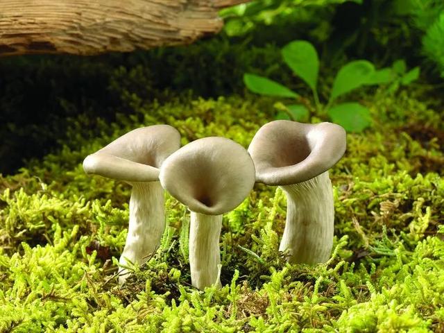 研学：蘑菇味道为什么那么鲜美？如何防控野生蘑菇中毒？