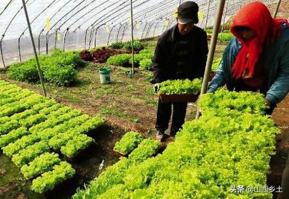 山西农民别样方法种植蔬菜，一年收益近10万，看看是如何做的？