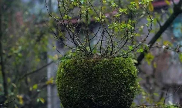 打造一处超俗脱尘的苔藓庭院，顺其自然，不争不抢，平淡静默