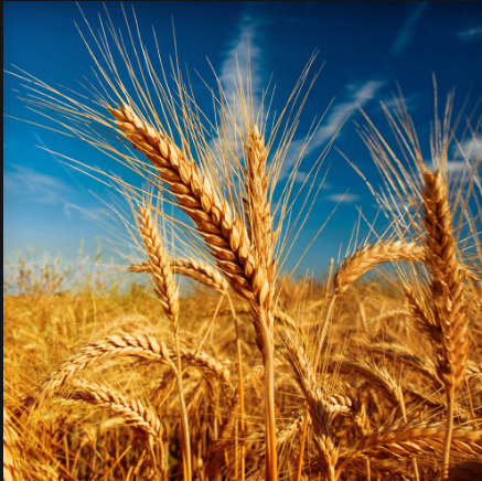 《小麦粮食的一生》幼儿园大班农业科学活动教案（含延展版）
