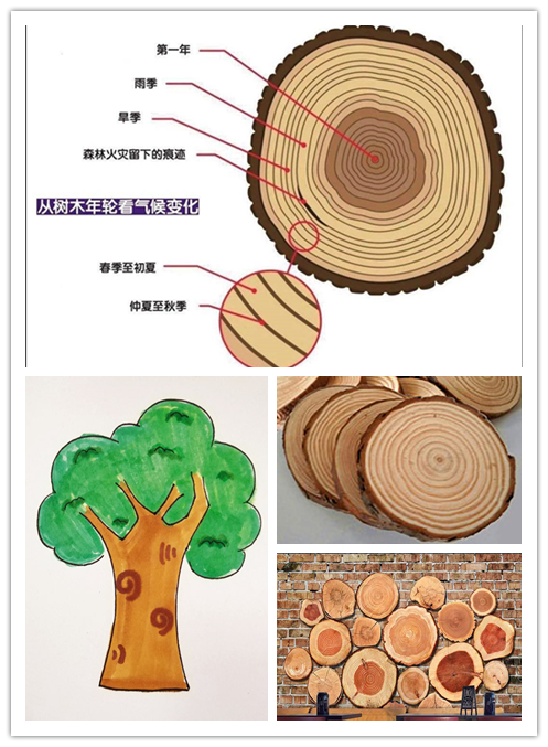 幼儿园大班科学活动教案《树木年轮的秘密-大树几岁了？》