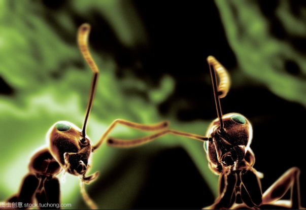 幼儿园小班自然科学课程教案《有趣的蚂蚁触角》