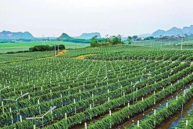 农村创新创业商机：农业生产托管是中国农业发展的大趋势