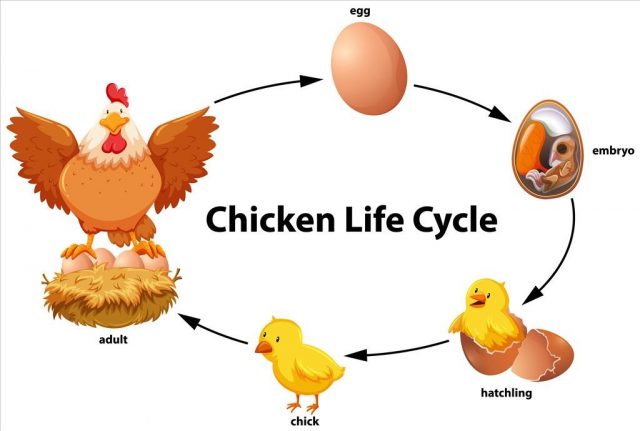 熟鸡蛋能够起死回生，孵化出小鸡？为什么说熟鸡蛋无法孵化出鸡？