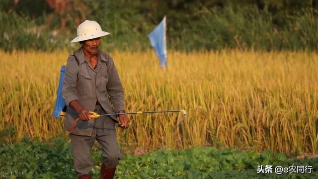 农业农村部：秋粮虫害发生不容乐观，全国已有43.8万个村完成集体产权制度改革